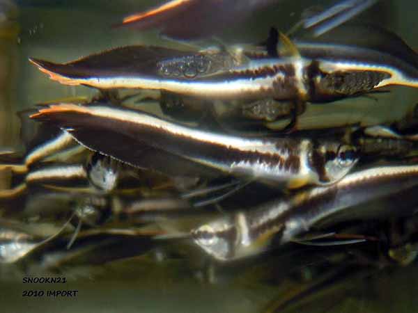 Freshwater Tropical Fish | Arawana