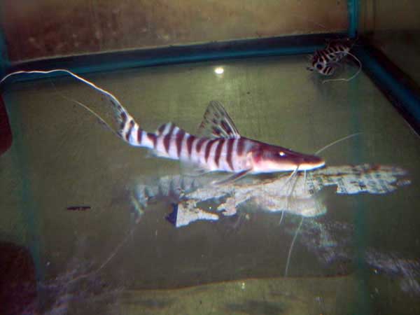 Tigrinus Catfish