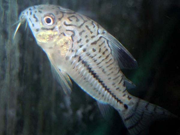 Corydoras Julii