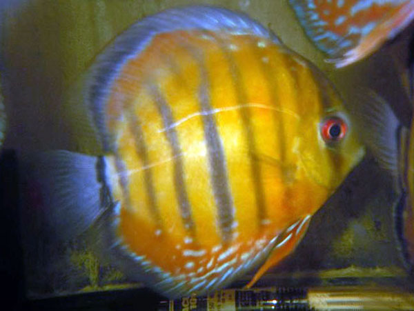 Curuai Red Discus