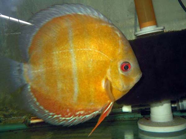 Maracana Red Discus - XL