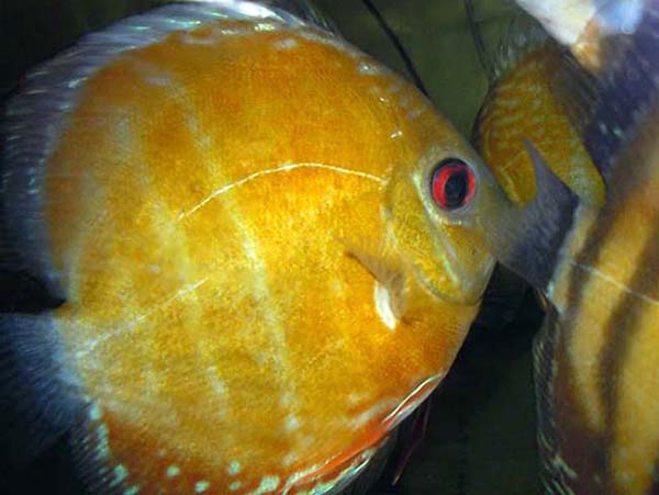 Maracana Red Discus - XL