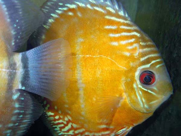 Maracana Red Discus - XL