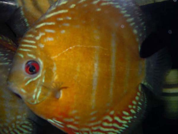 Maracana Red Discus - XL